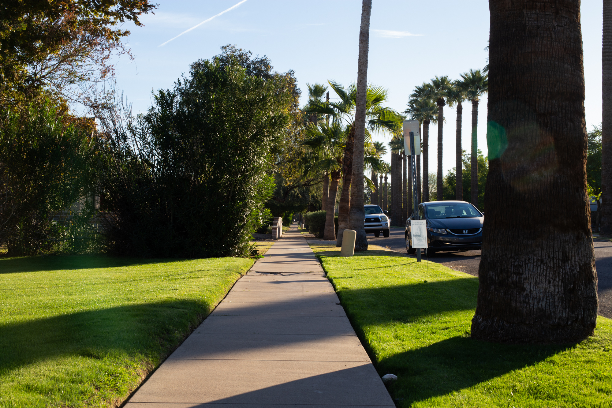 Although palm trees thrive in Arizona's arid climate, they do not provide much shade. Palm trees actually belong to the monocot family of flowering plants, making them more closely related to grass than trees. (Photo by Molly Duerig)