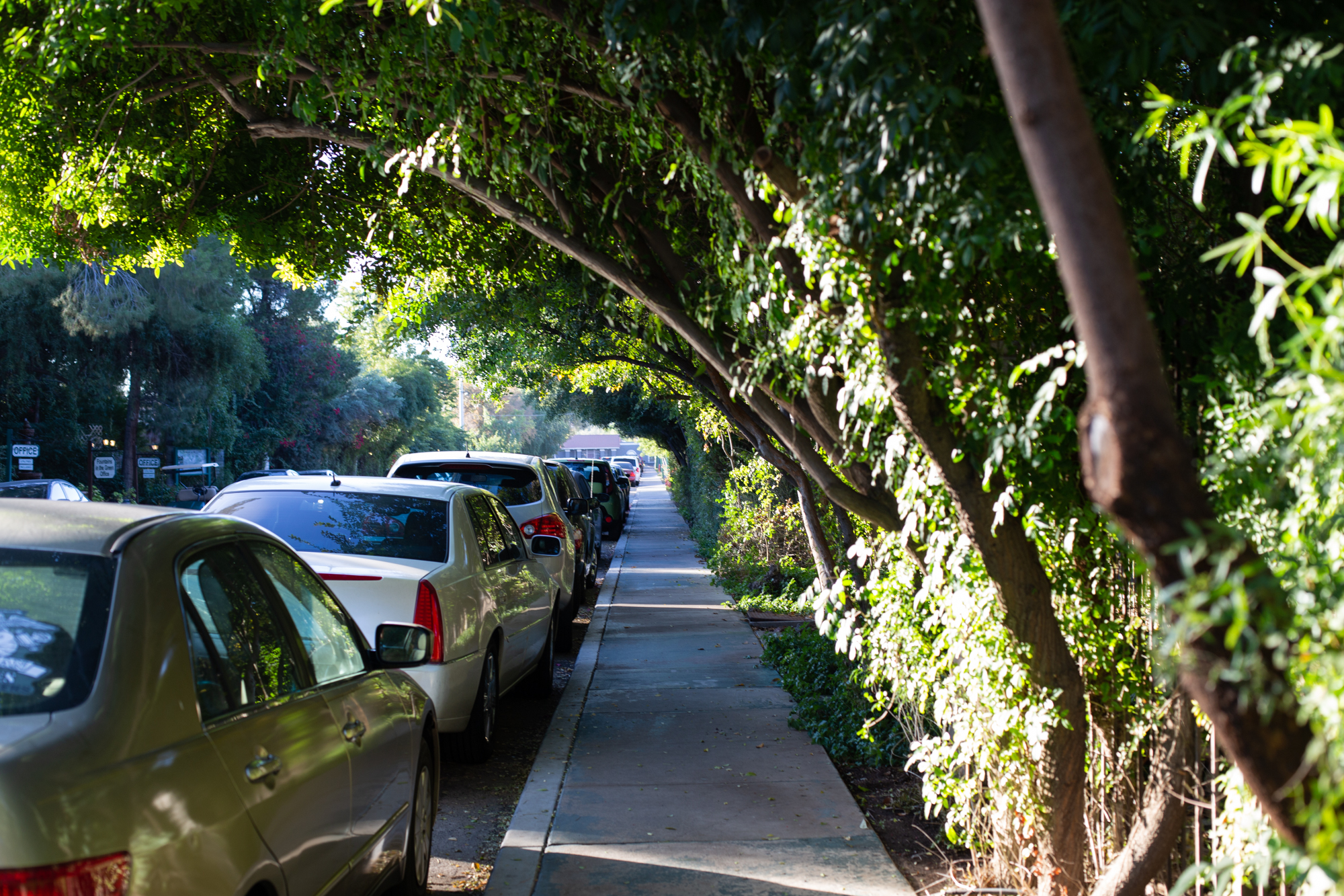 Trees provide ample shade to a street near Fountains in the Green, a gated residential community whose slogan is "Live in the Woods in the City." The community's website boasts of low cost of air conditioning for its residents, based on the cooling effect produced by the shade trees. (Photo by Molly Duerig)