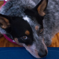 Bella is a therapy dog and is the Rugby Team's biggest fan! She never misses a practice. (Photo by Olivia Steinfeld).
